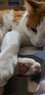 A relaxed cat lying on a newspaper, with its paws outstretched.