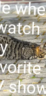 Cat lying on a sunlit pavement with humorous text overlay.