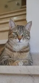 A tabby cat relaxing on a marble staircase, exuding calmness and elegance.