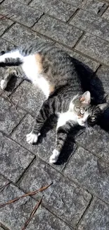 Lazy cat lying on a stone pathway in the sun.