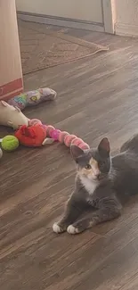 Calico cat stretched out on wooden floor with toys nearby.