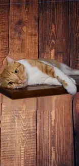 Ginger cat lounging on a floating wooden shelf against a rustic wall.