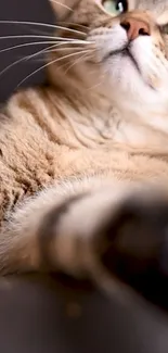 Relaxed cat lying on a couch, looking upward with soft, warm colors.