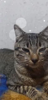 Brown tabby cat with soft bokeh lights effect.