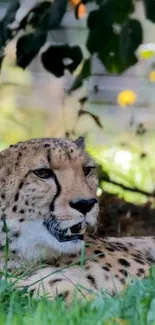 Cheetah resting in grass with lush greenery background.