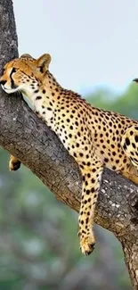 Cheetah relaxing on a tree branch in natural habitat.