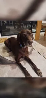 Chocolate brown dog relaxing on a bed in a cozy home setting.