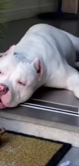 A white dog lounging by a glass door, exuding relaxation.