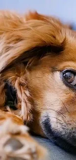 Close-up of a relaxed dog's face in a warm, brown-toned wallpaper.