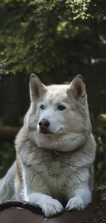 Calm dog lying in a lush green forest under dappled sunlight.