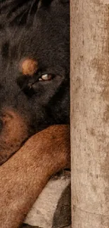 Rottweiler relaxing inside a wooden kennel, exuding calmness.