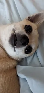 Relaxed dog lying on light blue sheets, eyes closed.