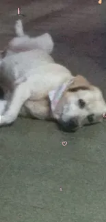 Relaxed dog lying comfortably on beige carpet.