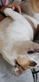 A relaxed brown and white dog lying comfortably on a couch.