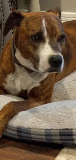 Brown and white dog resting on a soft, cozy bed in a living room.