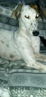 Calm dog lying on a snowflake-patterned blanket.