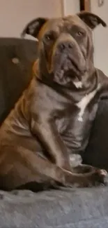 A relaxed brown dog sitting on a grey sofa, creating a serene atmosphere.