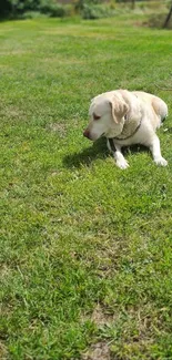 Dog laying on green grass in a serene outdoor setting.