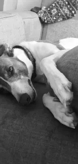 Black and white photo of a dog resting on a sofa.