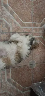 Fluffy dog lying on a decorative tiled floor.