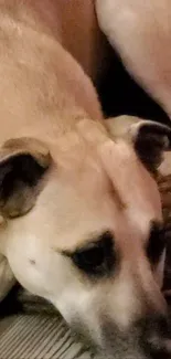 A beige dog resting peacefully on a warm-toned surface.