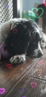 Dog lying on wooden floor with a plush toy.