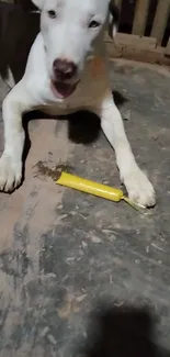 A dog laying on a floor with a yellow toy, looking relaxed.