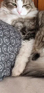 Fluffy cat resting peacefully on a patterned pillow.