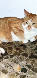 Ginger cat lying on a patterned tile floor.