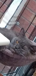 Grey cat relaxing on hammock in cozy setting.