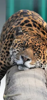 Jaguar comfortably lying on a log in natural setting.