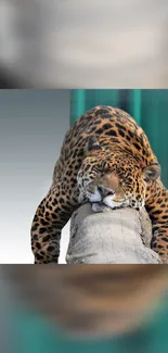 Relaxed leopard lying on a log, perfect for nature enthusiasts.