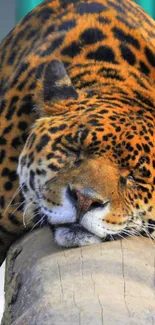 Leopard relaxing on a log in the wild.