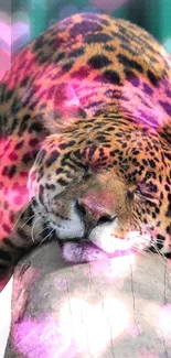 Leopard peacefully resting on a large log in a calm outdoor setting.