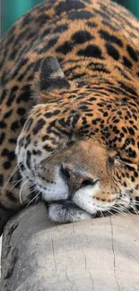 A serene leopard resting on a wooden log.
