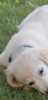 Golden retriever puppy resting on green grass with a blue collar.