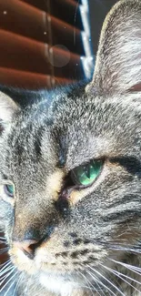 Close-up portrait of a tabby cat by a window.