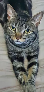 Relaxed tabby cat on soft beige bed in a cozy setting.