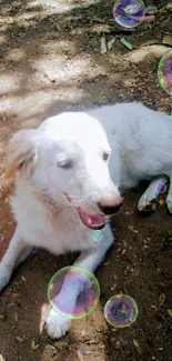 White dog resting on brown ground in dappled sunlight.