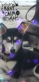 Dog relaxing on a beach with starry effects.