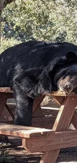 A large black bear lounging lazily on a wooden picnic table in a forest setting.