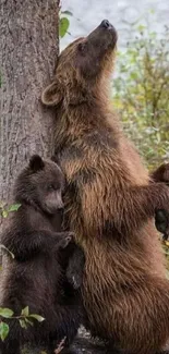 Bear and cub relaxing against tree in forest scene.