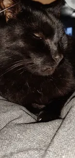 Black cat peacefully resting under moonlight in dark cozy setting.