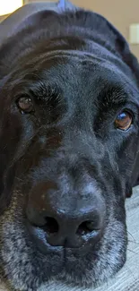 Black Labrador resting on a rug in a modern living room.