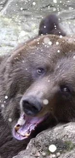 Cozy brown bear lying amid falling snowflakes.