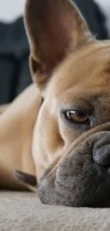 French Bulldog laying down in close-up view, showing relaxed demeanor.