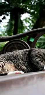 Cat relaxing on a garden bench with lush greenery in the background.