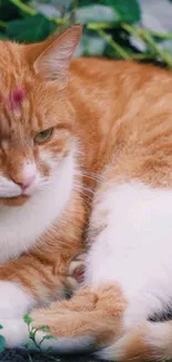 Orange cat relaxing amidst green foliage and flowers.