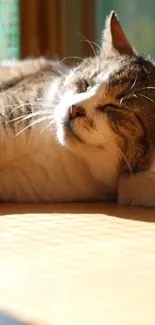 Cat relaxing in warm sunlight, creating a cozy atmosphere.