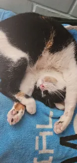 Calico cat sleeping on a blue blanket.